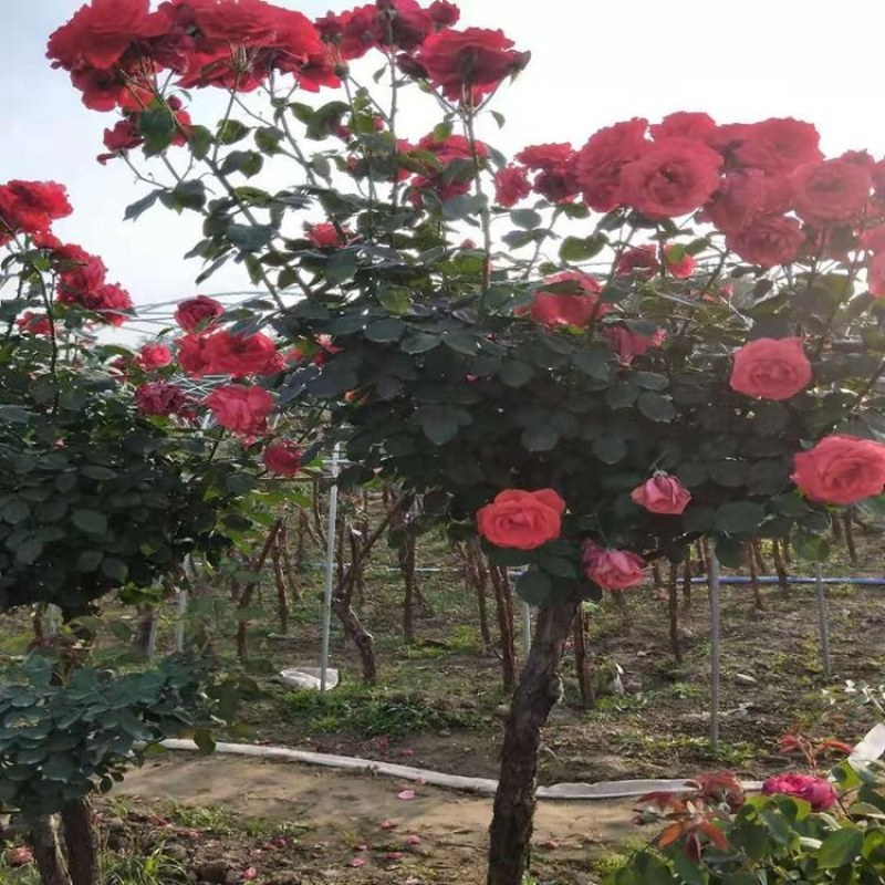 嫁接树状月季树形盆景大花树桩植物庭院栽植浓香四季花卉老桩