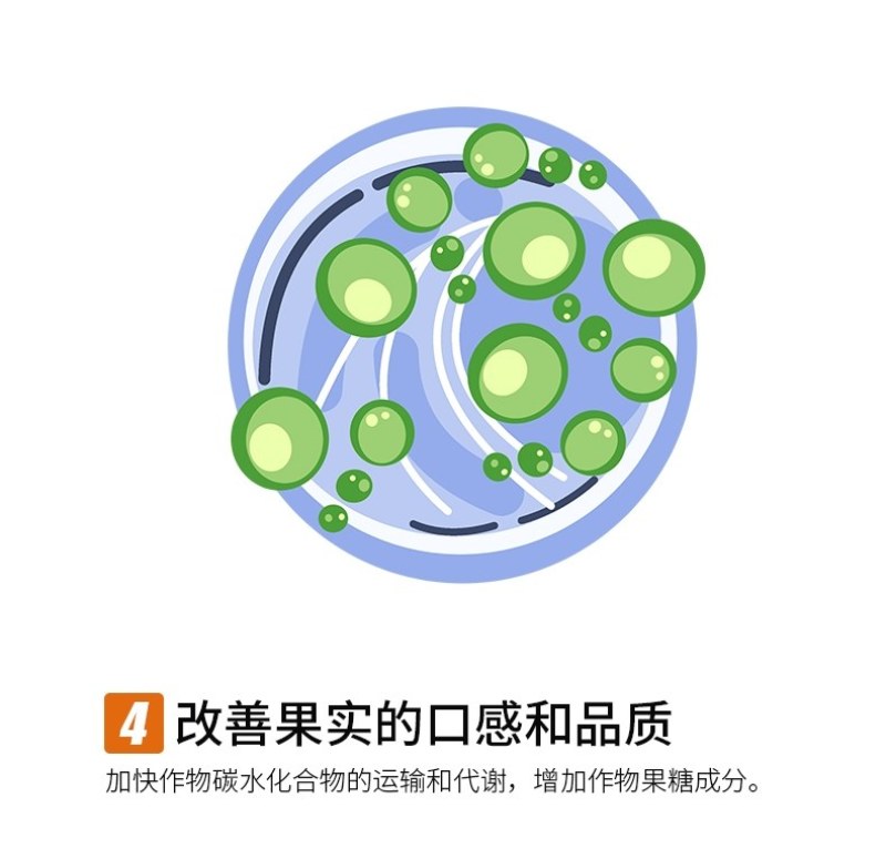 有机聚合硼肥保花保果提高坐果率快速补硼