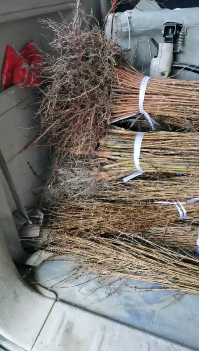 水杉树苗水杉苗木基地，源头产地基地直供技术指导
