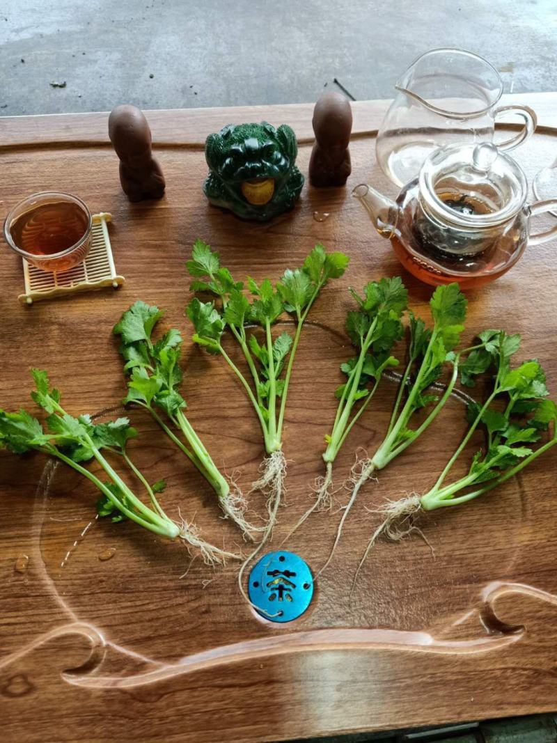 常年大量批发芹菜苗，惠民芹菜苗，质优价廉，包品种，包成活