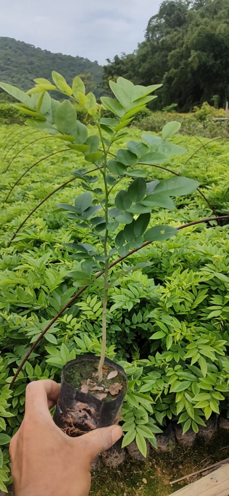 黄花梨苗名贵木材正宗红木木材苗木