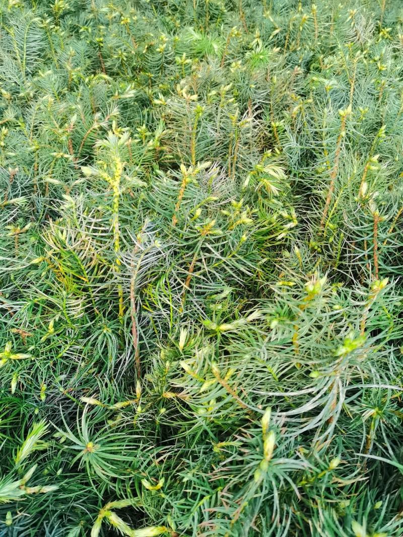 杉木杯苗，苗木青绿，粗壮，根系发达，欢迎联系