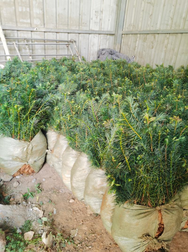 杉木杯苗，苗木青绿，粗壮，根系发达，欢迎联系