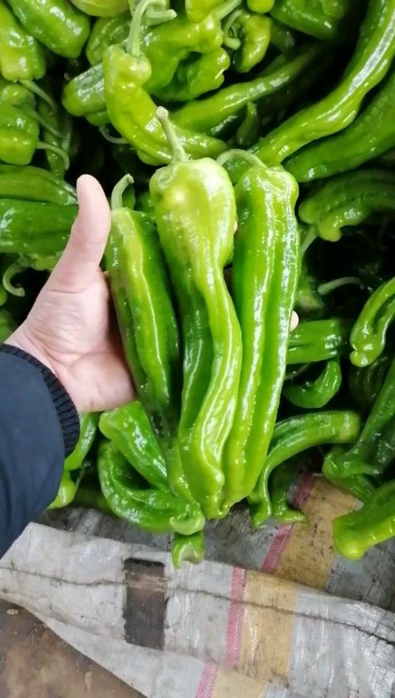 精品山东兰陵301大青椒，薄皮椒，芜湖椒，货量大产地直发