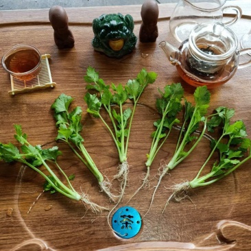 法国皇后精品芹菜苗15~20cm，原产地直发，下单现挖