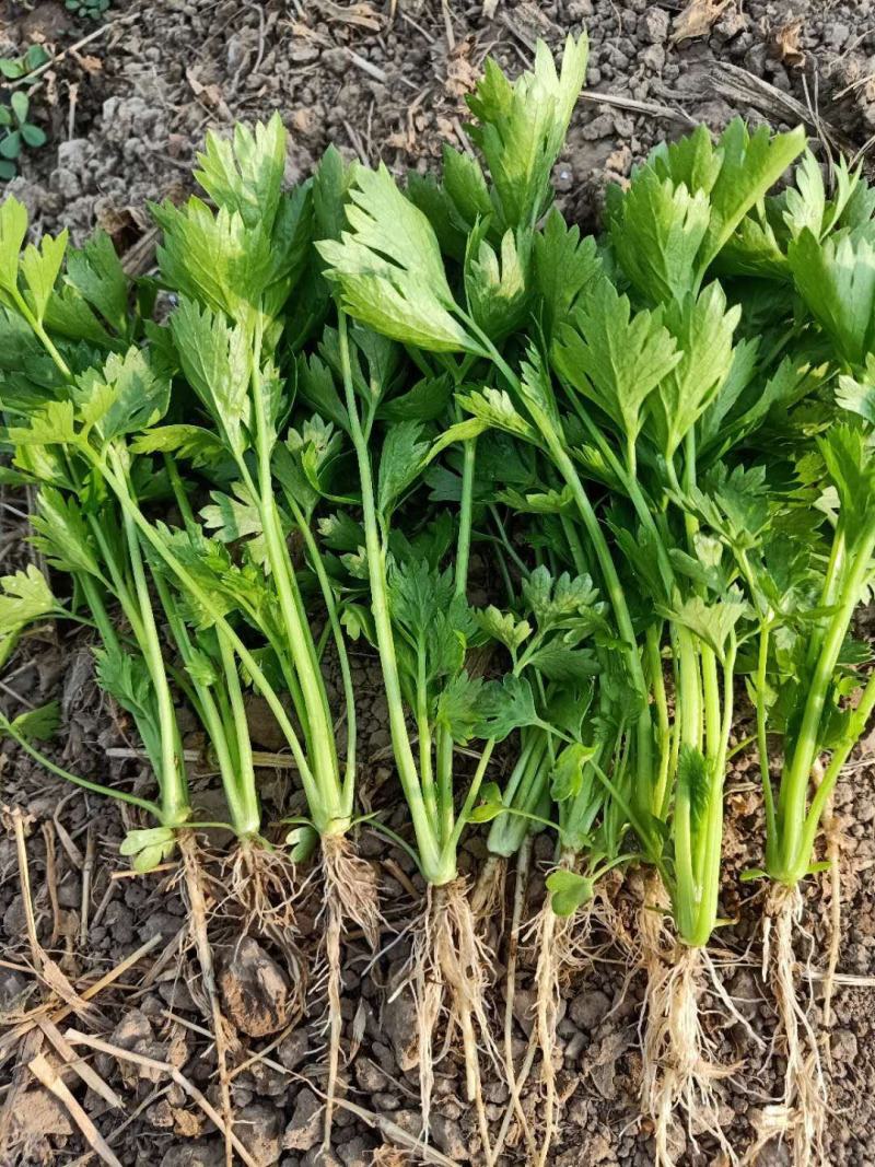 法国皇后精品芹菜苗15~20cm，原产地直发，下单现挖