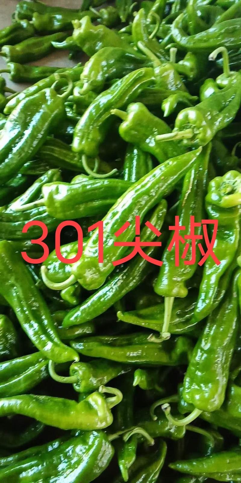 精品山东兰陵301大青椒，薄皮椒，芜湖椒，货量大产地直发