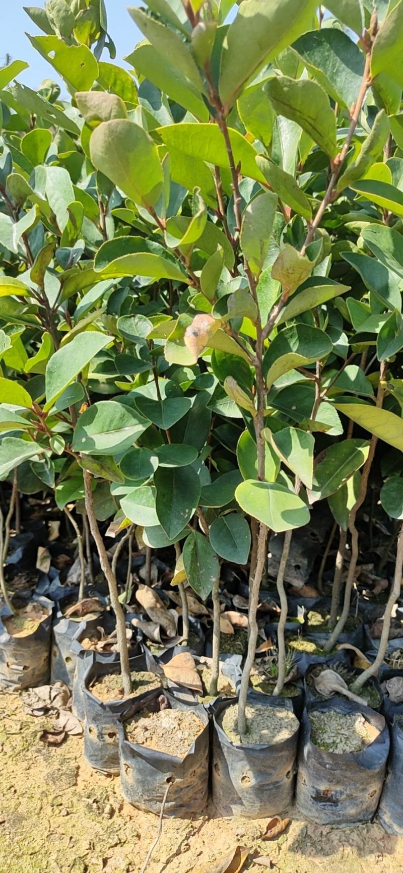 油茶杯苗，经济苗山油茶