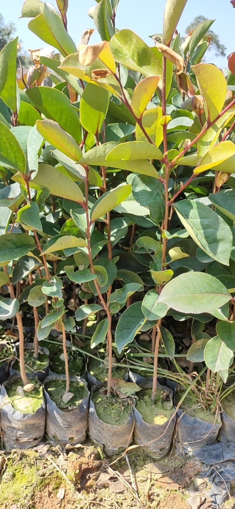 油茶杯苗，经济苗山油茶