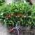 黄皮苗黄皮直生苗黄皮芽苗黄皮实生苗山黄皮苗黄皮种子苗