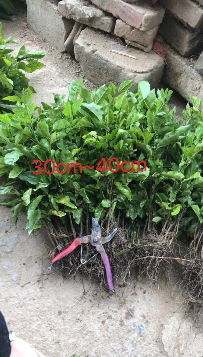 黄皮苗黄皮直生苗黄皮芽苗黄皮实生苗山黄皮苗黄皮种子苗