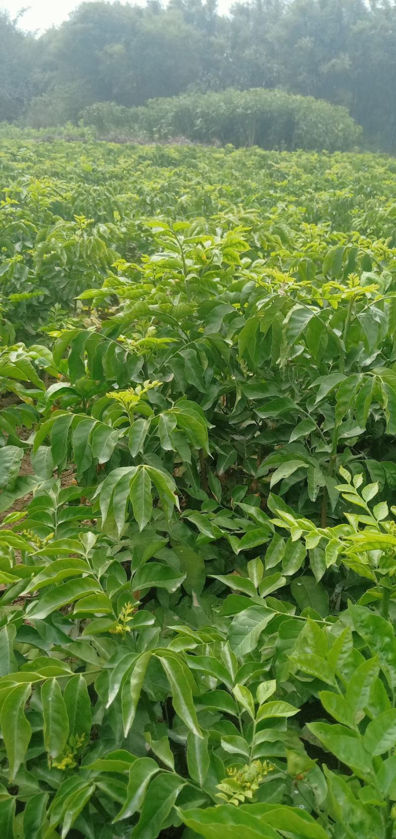 黄皮苗黄皮直生苗黄皮芽苗黄皮实生苗山黄皮苗黄皮种子苗