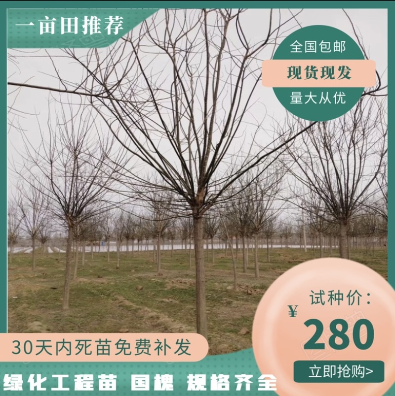 【国槐】出售10公分12公分15公分国槐速生国槐现货