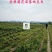 2023年菊花苗菊花秧老根苗