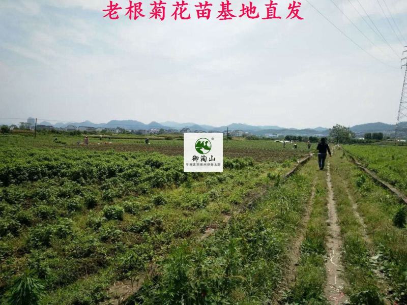 2023年菊花苗菊花秧老根苗