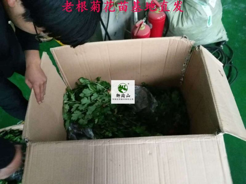 2023年菊花苗菊花秧老根苗