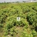 2023年菊花苗菊花秧老根苗
