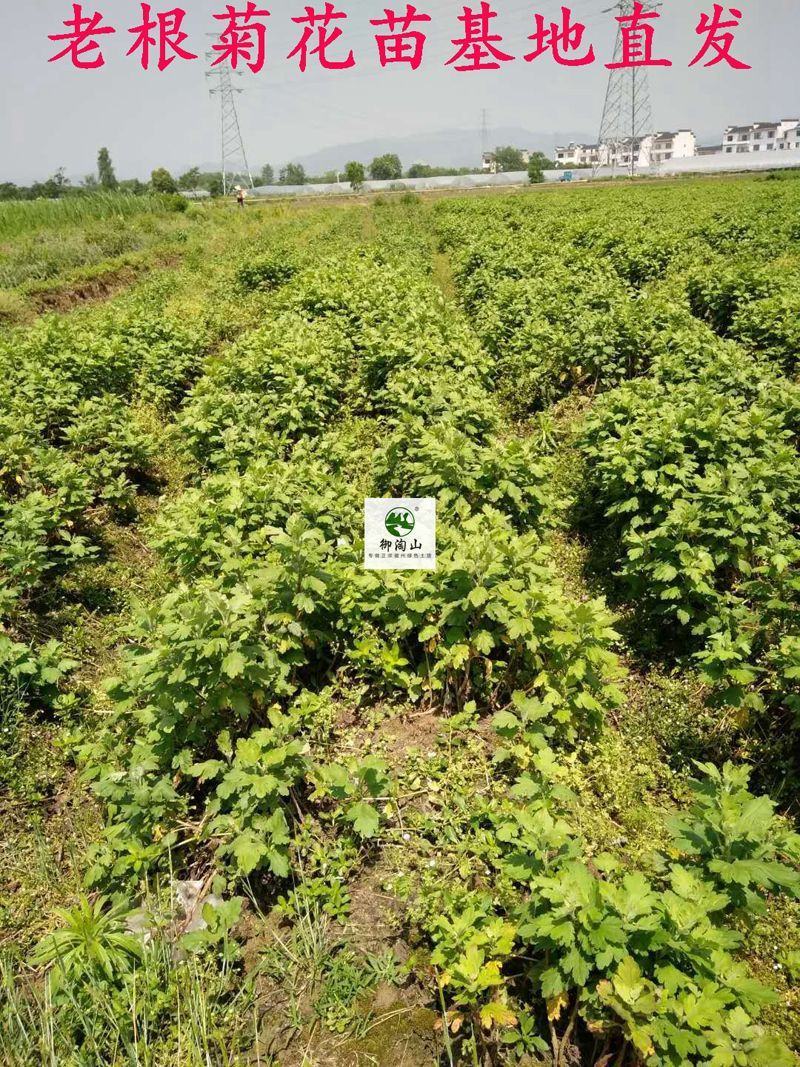 2023年菊花苗菊花秧老根苗