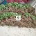 2023年菊花苗菊花秧老根苗