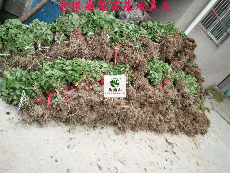 2023年菊花苗菊花秧老根苗