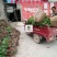 2023年菊花苗菊花秧老根苗