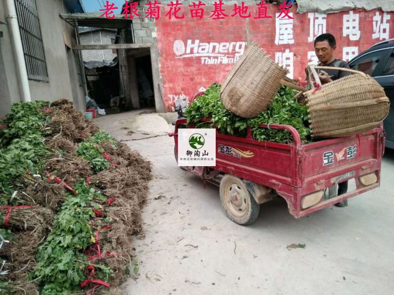2023年菊花苗菊花秧老根苗