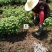 2023年菊花苗菊花秧老根苗