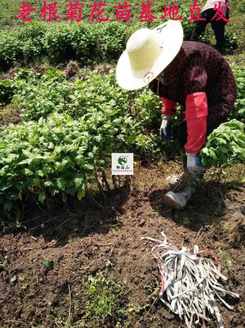 2023年菊花苗菊花秧老根苗