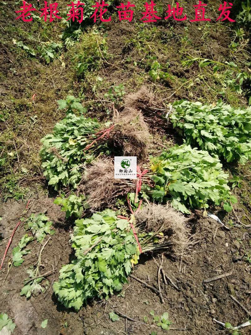 2023年菊花苗菊花秧老根苗