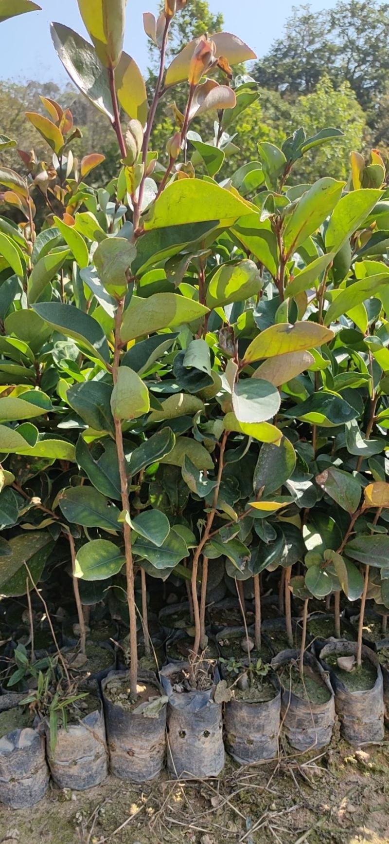 靓山油茶苗，白花油茶…