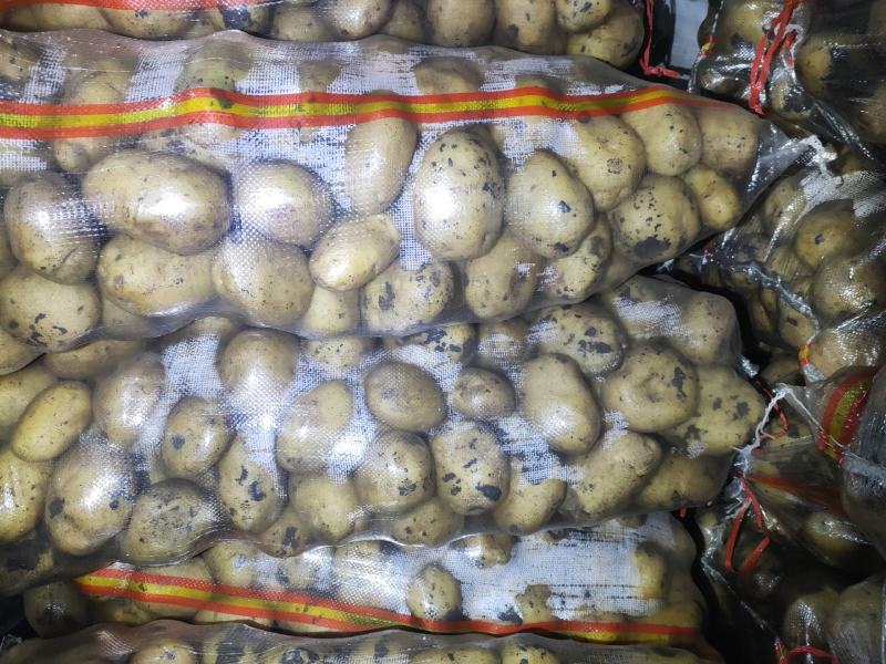 大量上市，土豆型好颜色亮，货源稳定，干洗，反包