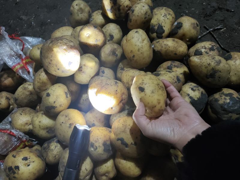 大量上市，土豆型好颜色亮，货源稳定，干洗，反包