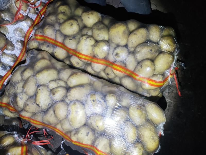 大量上市，土豆型好颜色亮，货源稳定，干洗，反包