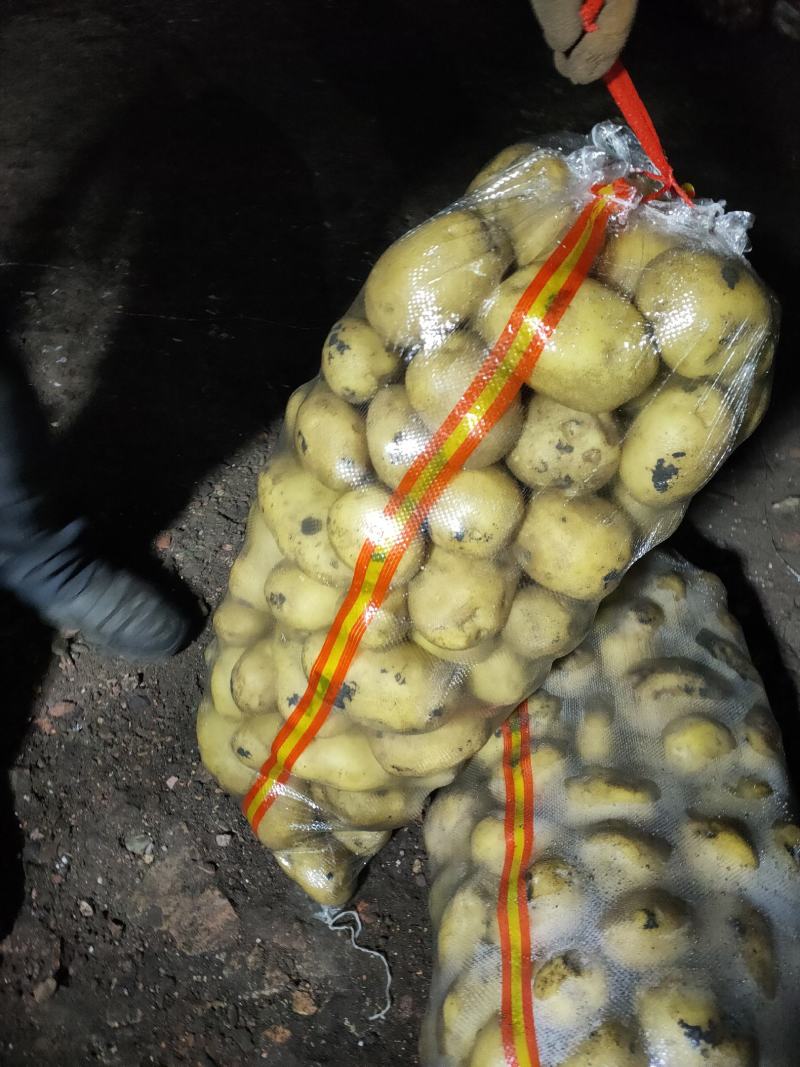 大量上市，土豆型好颜色亮，货源稳定，干洗，反包