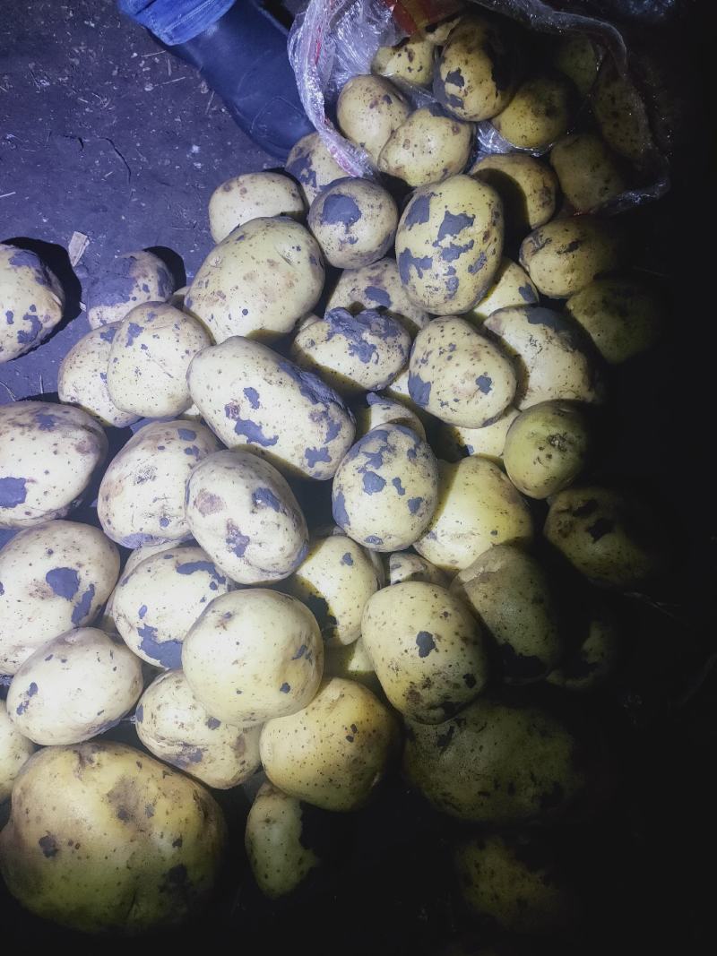 大量上市，土豆型好颜色亮，货源稳定，干洗，反包