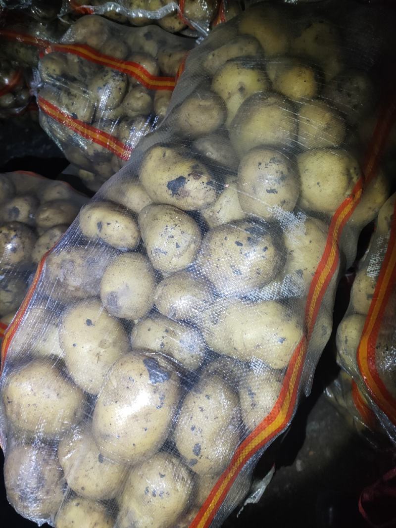 大量上市，土豆型好颜色亮，货源稳定，干洗，反包