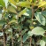 靓山油茶苗，白花油茶…