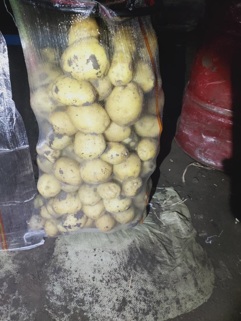大量上市，土豆型好颜色亮，货源稳定，干洗，反包