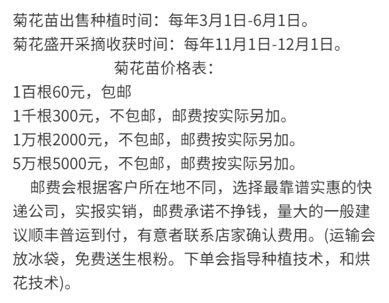 2023年菊花苗菊花秧老根苗
