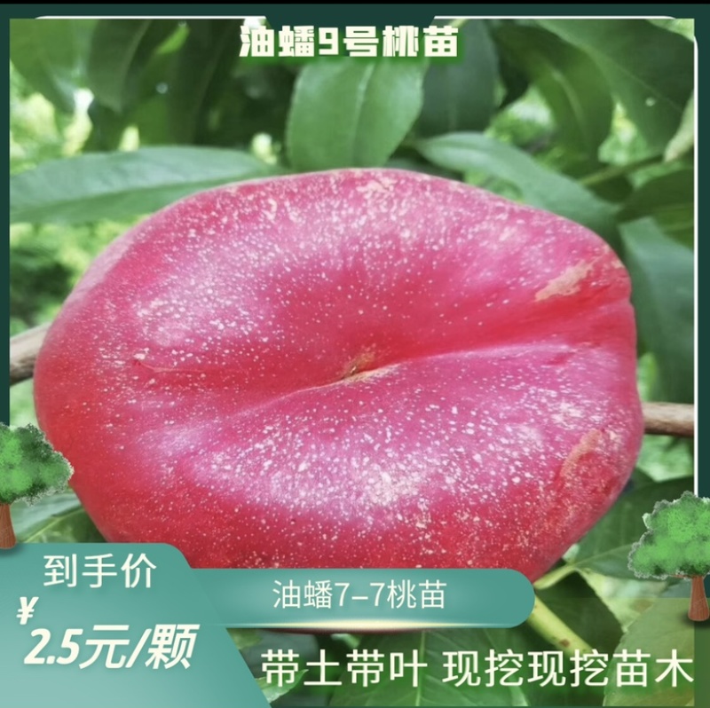 【油蟠桃苗】黄金油蟠桃苗嫁接成品苗基地直发