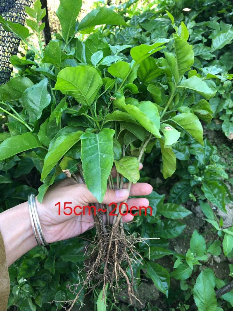 黄皮直生苗黄皮芽苗黄皮实生苗山黄皮种子苗