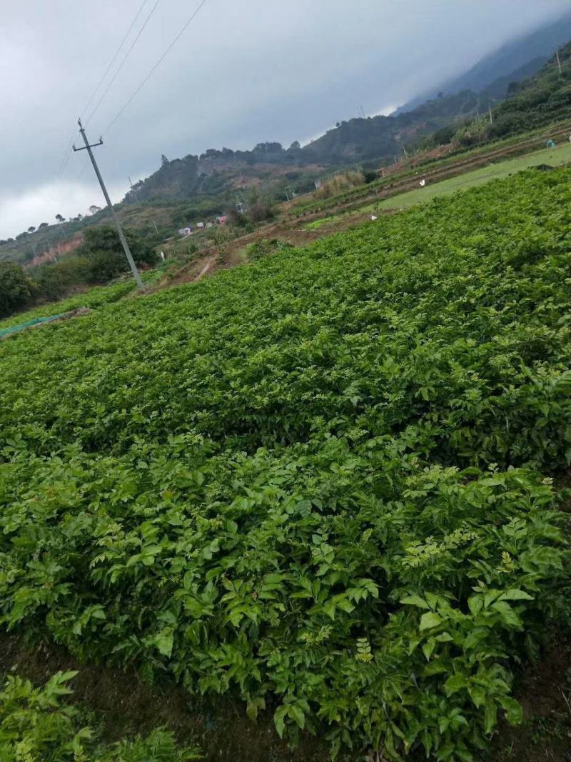 黄皮直生苗黄皮芽苗黄皮实生苗山黄皮种子苗