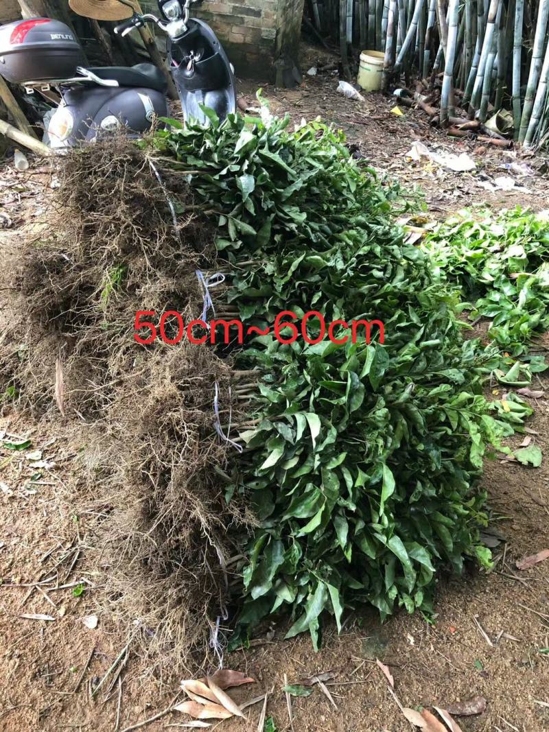 黄皮直生苗黄皮芽苗黄皮实生苗山黄皮种子苗