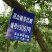 中国百强标志性品牌巫山脆李，青脆李（一件代发）