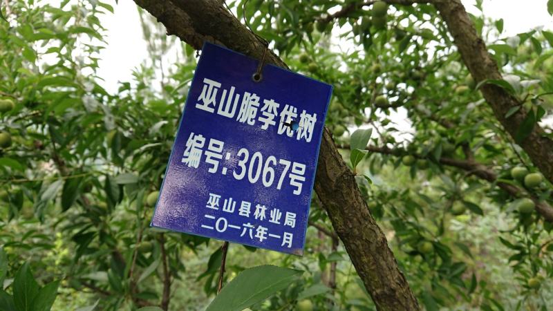 中国百强标志性品牌巫山脆李，青脆李（一件代发）