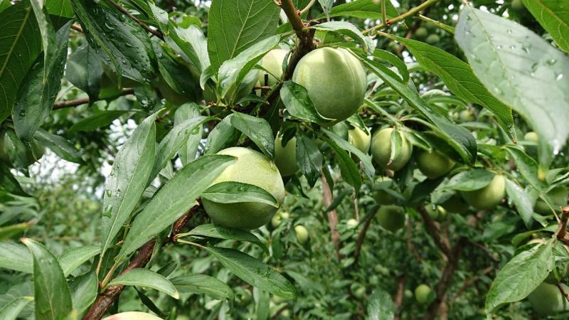 中国百强标志性品牌巫山脆李，青脆李（一件代发）