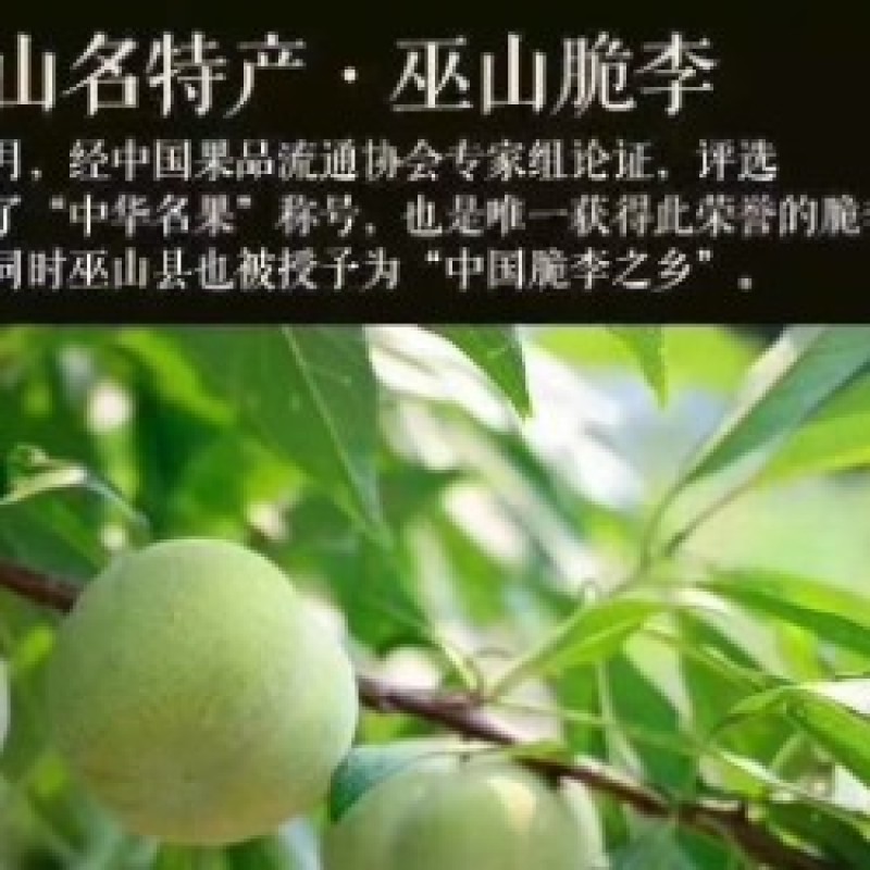 中国百强标志性品牌巫山脆李，青脆李（一件代发）