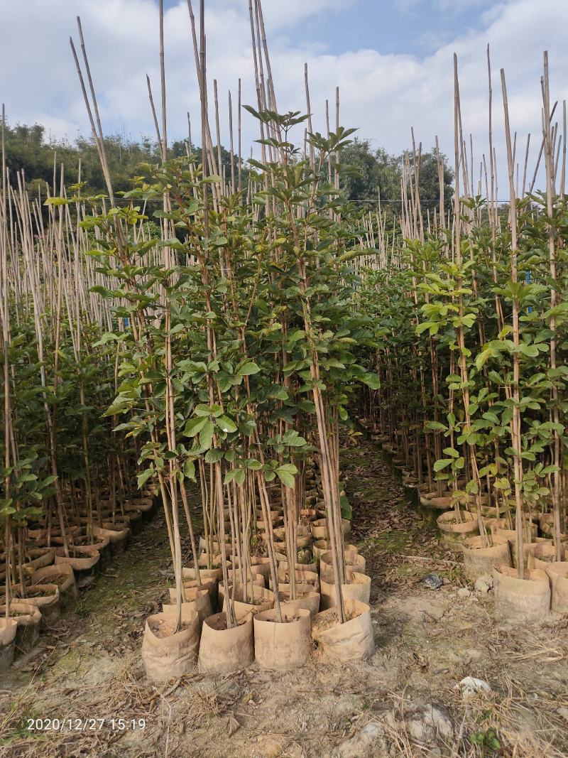 多花黄花枫铃木，枫铃木小袋苗