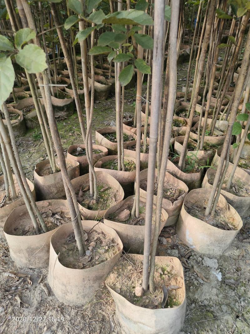 多花黄花枫铃木，枫铃木小袋苗