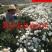 2023年菊花苗菊花秧老根苗